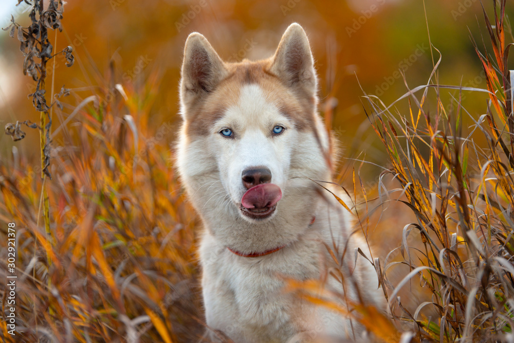  Blue-eyed siberian husky portrait