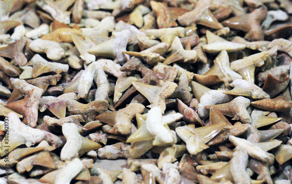 shark teeth fossil collection shark teeth fossil collection