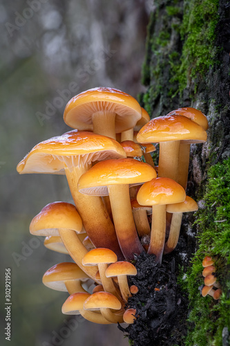 Tablou pe pânză Amazing edible mushrooms known as Enokitake