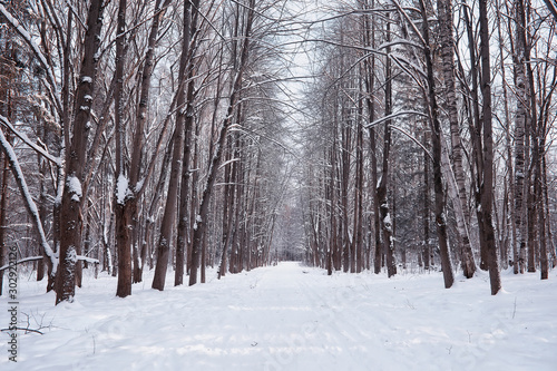 Winter forest landscape. Tall trees under snow cover. January frosty day in the park.