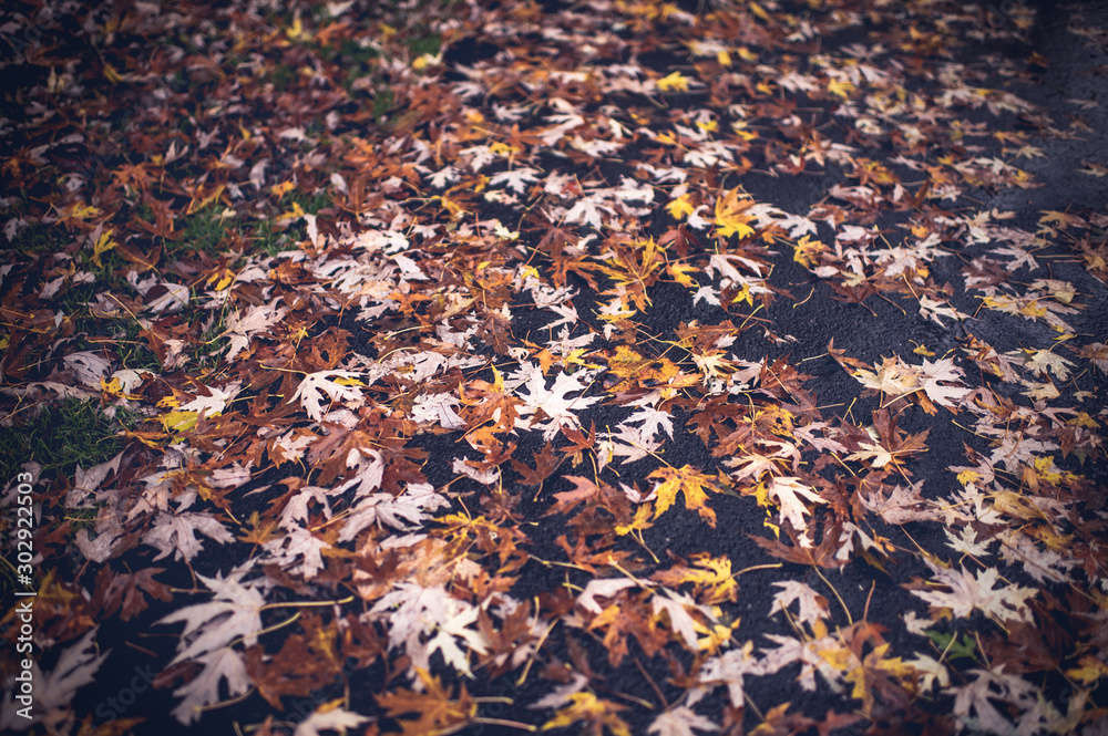 Fall Leaves