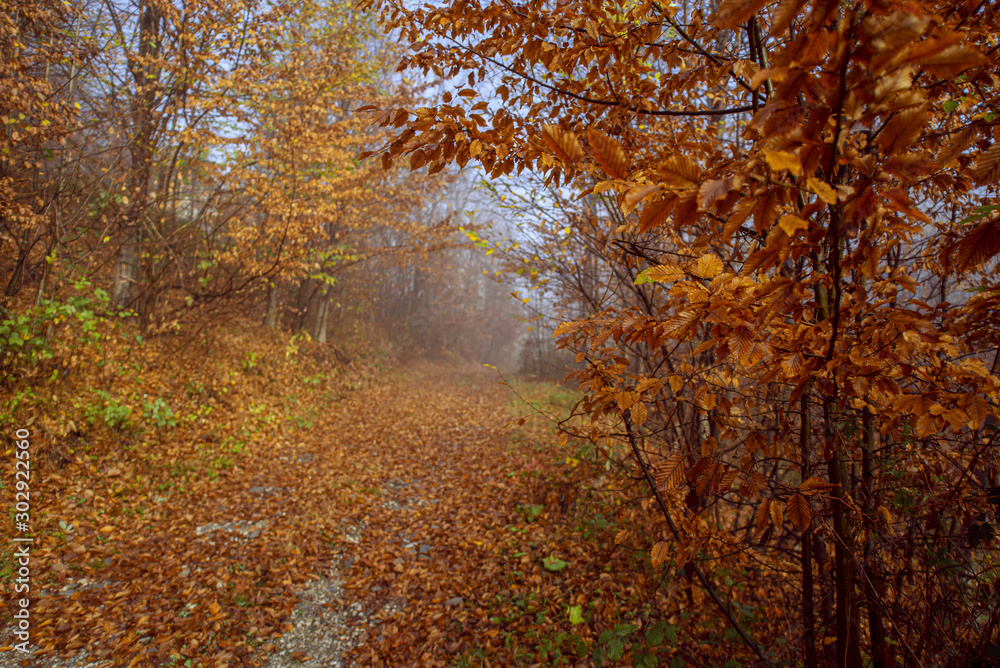 Fototapeta premium Golden autumn