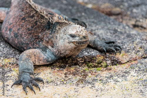  galapagos marine iguanas sits on a black volcano stone near the sea of       galapagos island Isabela  with its many spines  the lizard looks like a dinosaur  a primeval monster in the Pacific wilderness