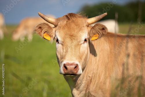 Obraz na plátně Tourpeau de vache race à viande