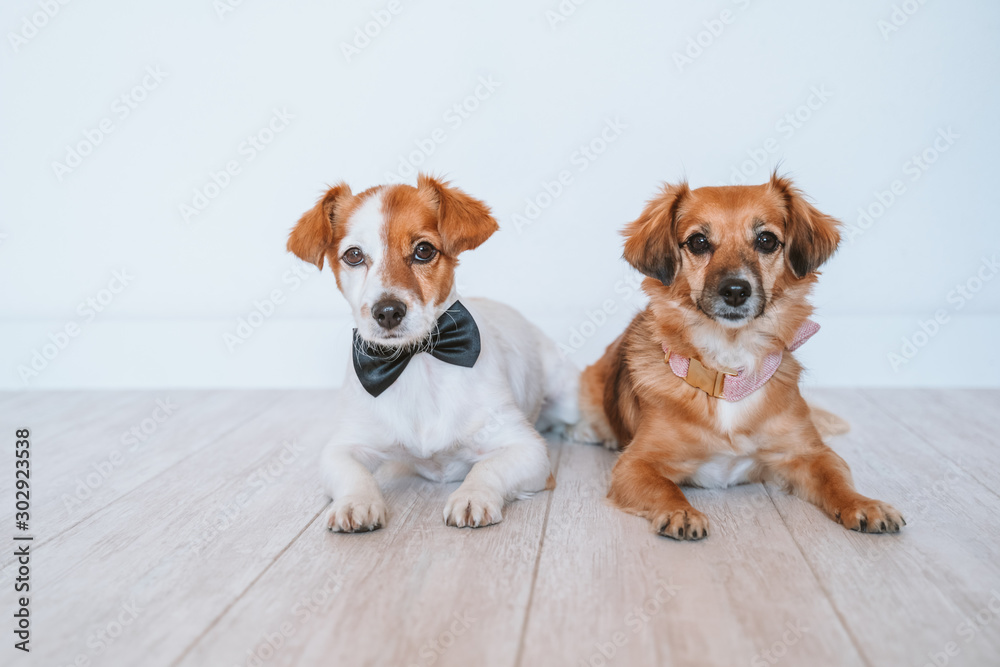 two cute small dogs lying on the floor at home wearing elegant bow tie and collar. Friendship