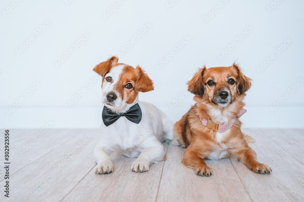 two cute small dogs lying on the floor at home wearing elegant bow tie and collar. Friendship
