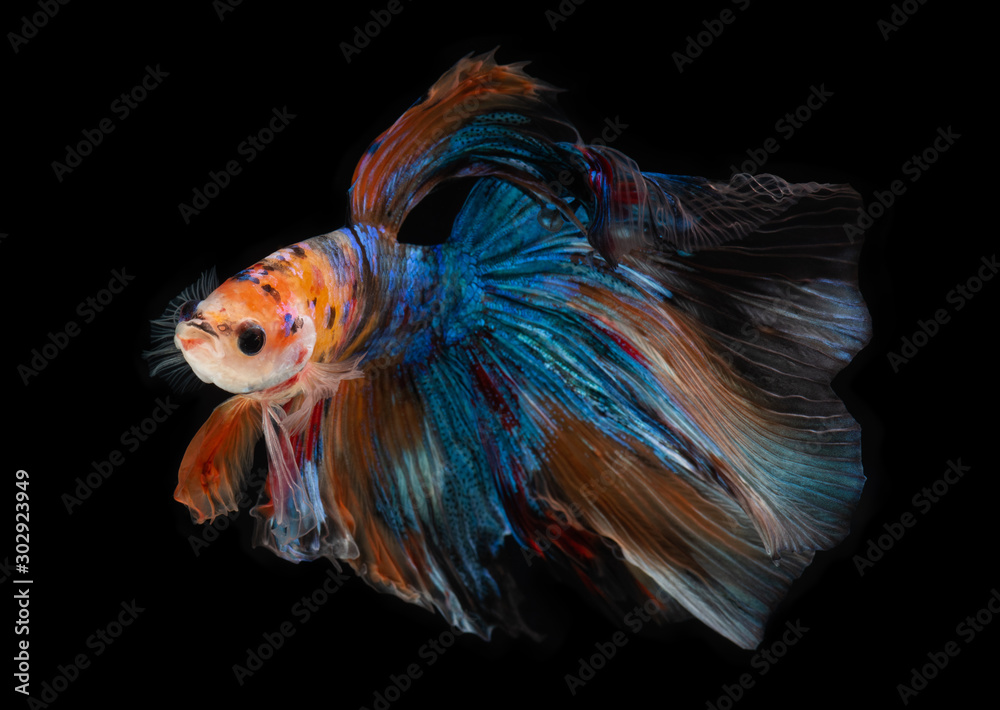 Fototapeta premium Half moon nemo betta fish.