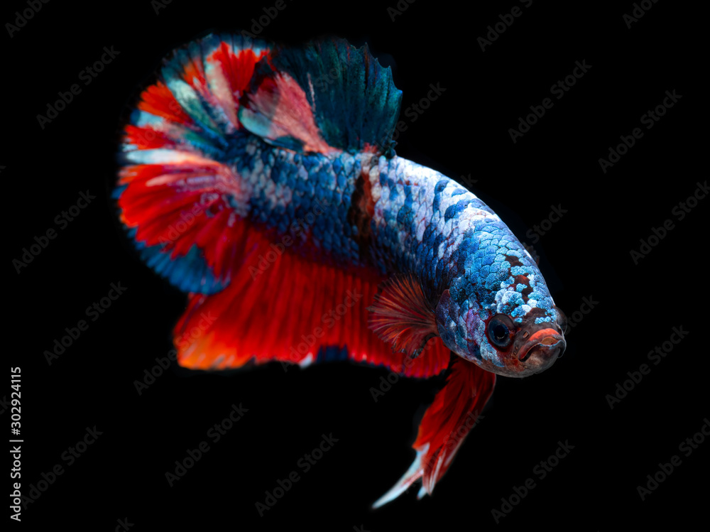 Obraz premium Koi galaxy fancy betta fish.