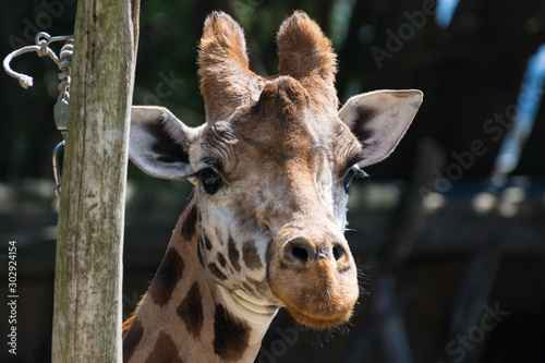 Giraffe at Wellington Zoo © Joern