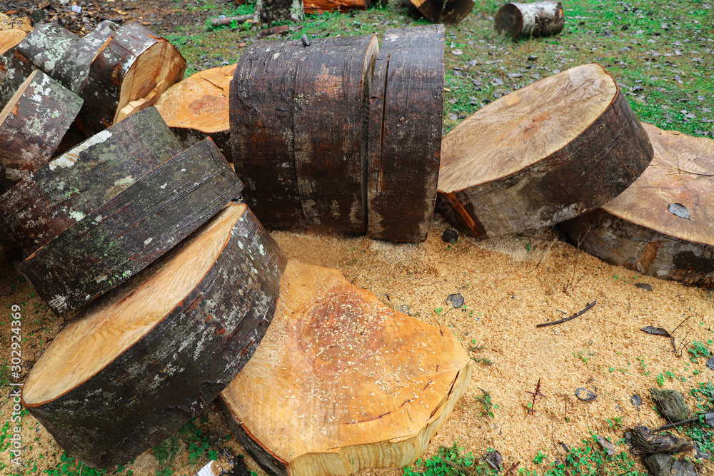 Sawn trees lie on moist ground. Sawn trees lie on moist ground.