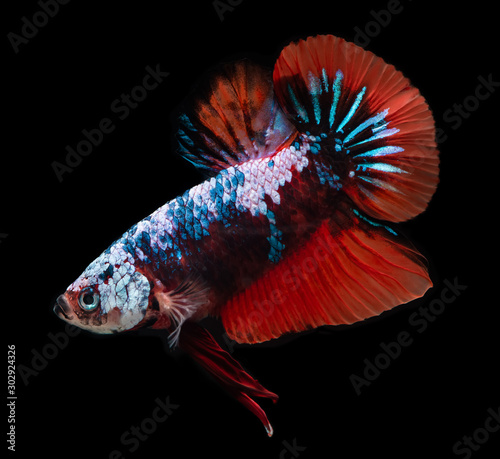 Koi galaxy fancy betta fish. photo