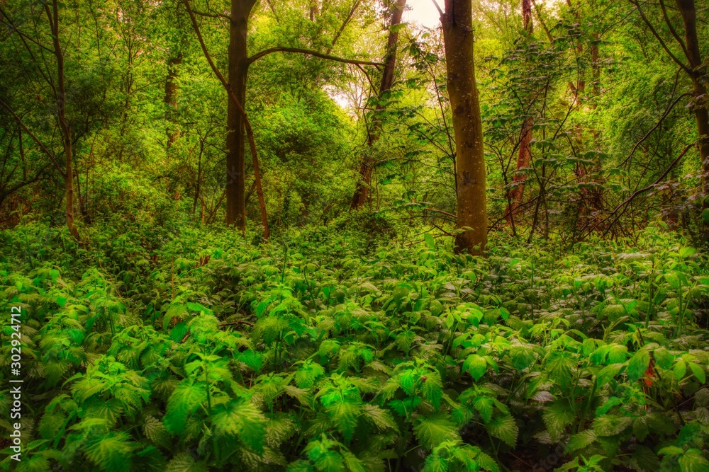 morning in the forest field of nettles morning in the forest field of nettles