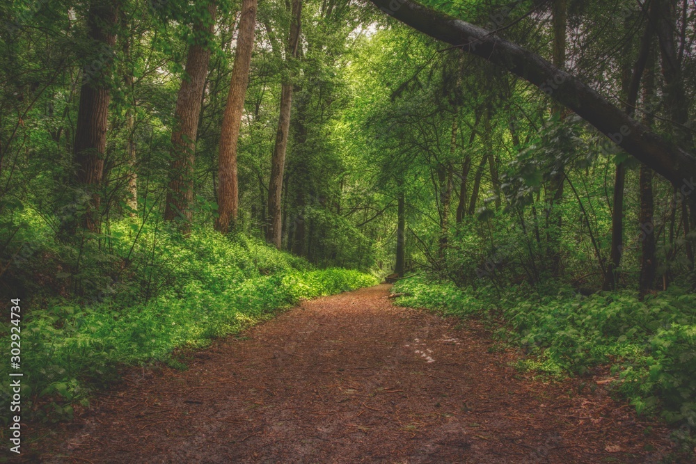 Obraz premium path in the forest with bended trees