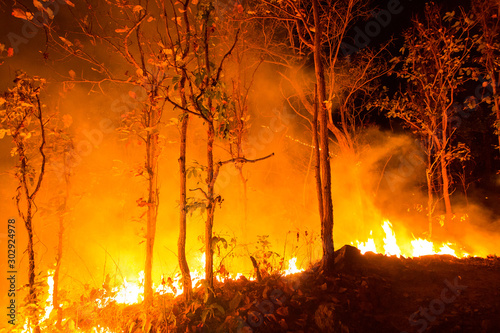 Forest fire burning trees at night.