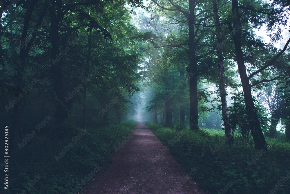 Forest path in the fog