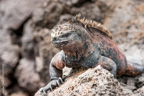  galapagos marine iguanas sits on a black volcano stone near the sea of ​​galapagos island Isabela, with its many spines, the lizard looks like a dinosaur, a primeval monster in the Pacific wilderness