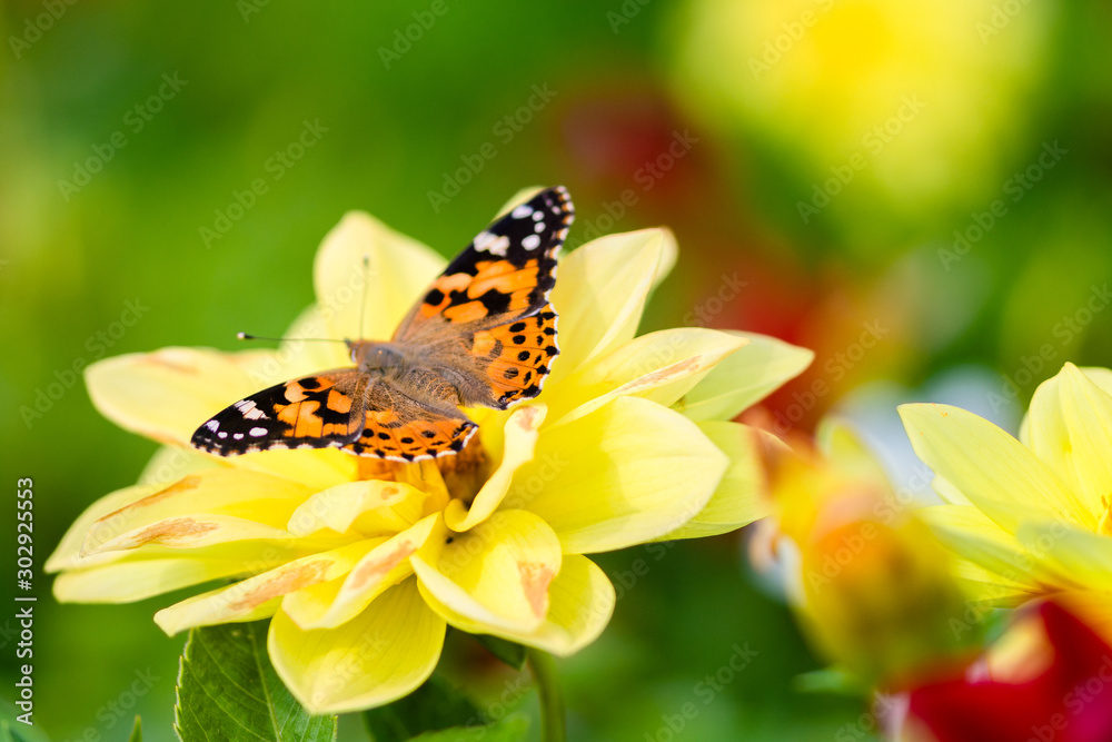 beautiful butterfly on yellow dahlia flower in garden at bright sunny day
