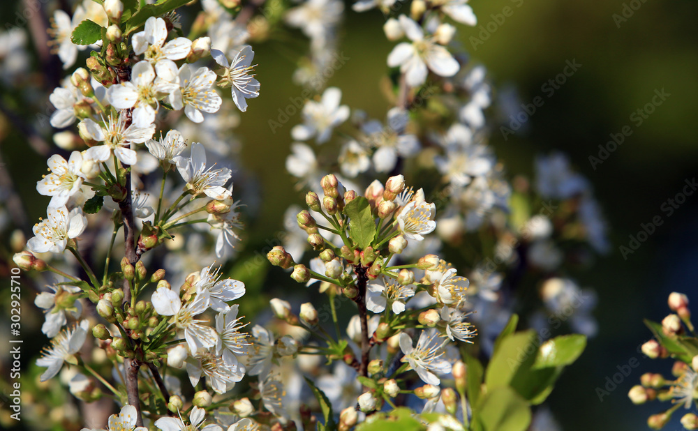 blooming apple tree for background blooming apple tree for background