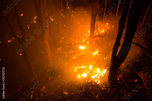Forest fire burning trees at night.