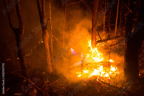Forest fire burning trees at night.