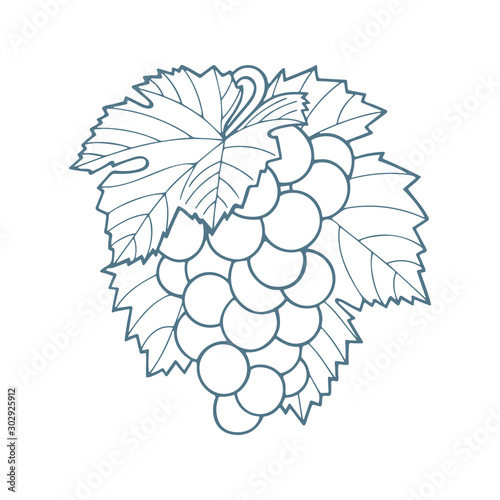 Grape and leafs ornament. Grape bunch outline vector illustration. Grape and leaves hand drawn sketch drawing. Part of set.