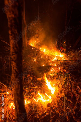 Forest fire burning trees at night.