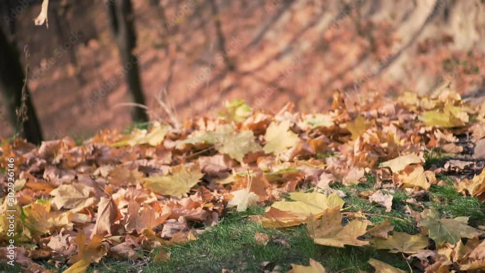background of falling leaves in the autumn forest background of falling leaves in the autumn forest