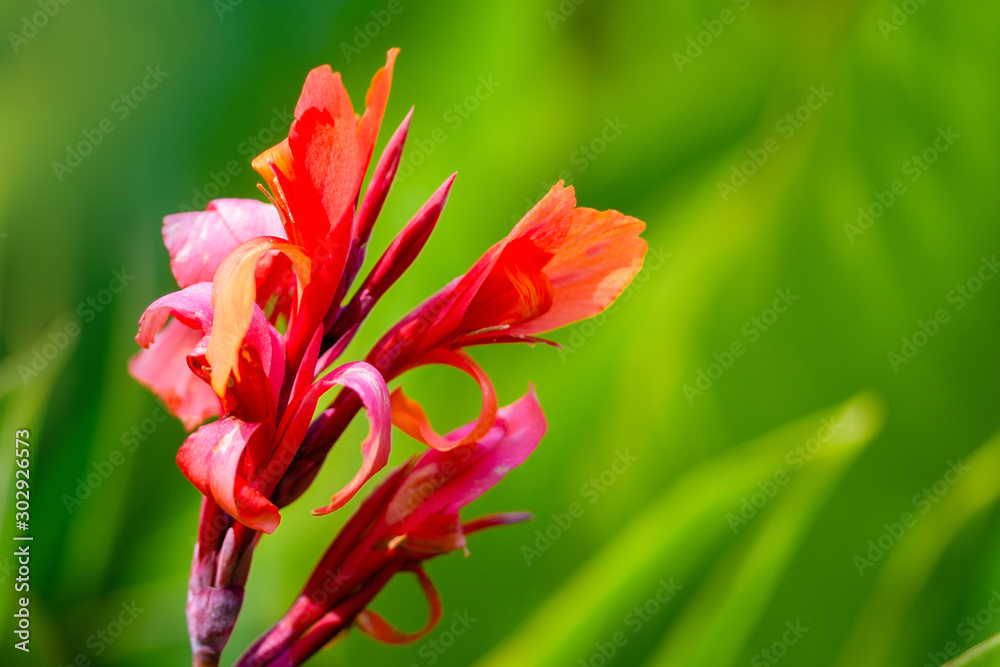 red canna lilies at summer garden in morning sunlight red canna lilies at summer garden in morning sunlight