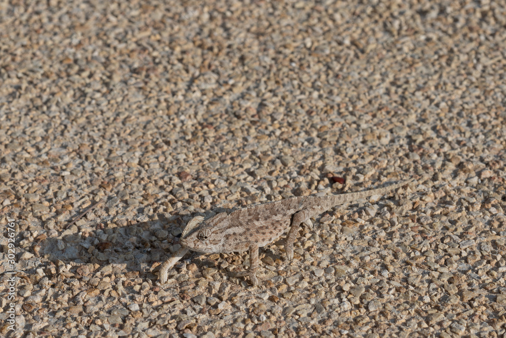 Chameleon in Xaghra, Malta