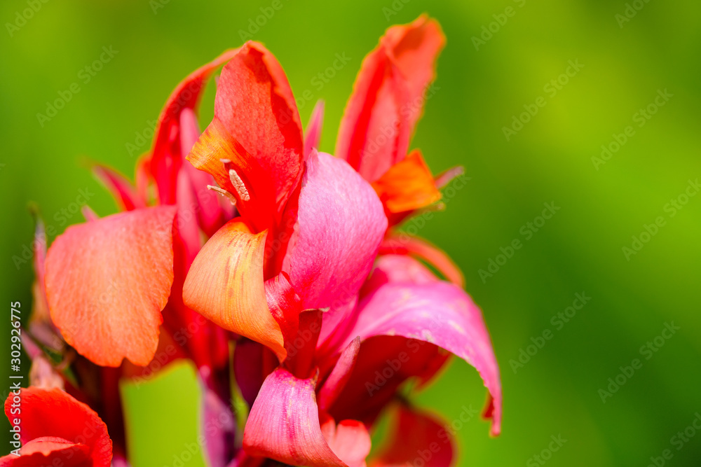 red canna lilies at summer garden in morning sunlight red canna lilies at summer garden in morning sunlight
