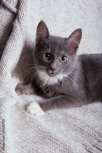 Grey kitten © Maria Grin