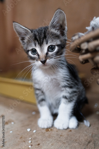 Cute gray kitten close-up. Pet, veterinary care.