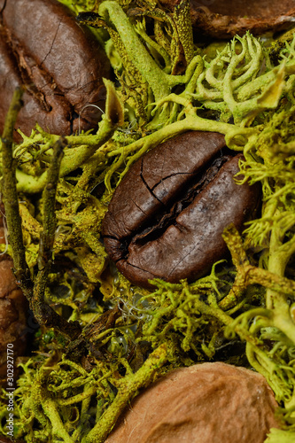 Coffee beans on a of green moss