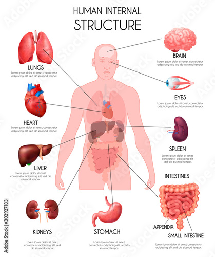 Realistic Human Internal Organs Infographics 