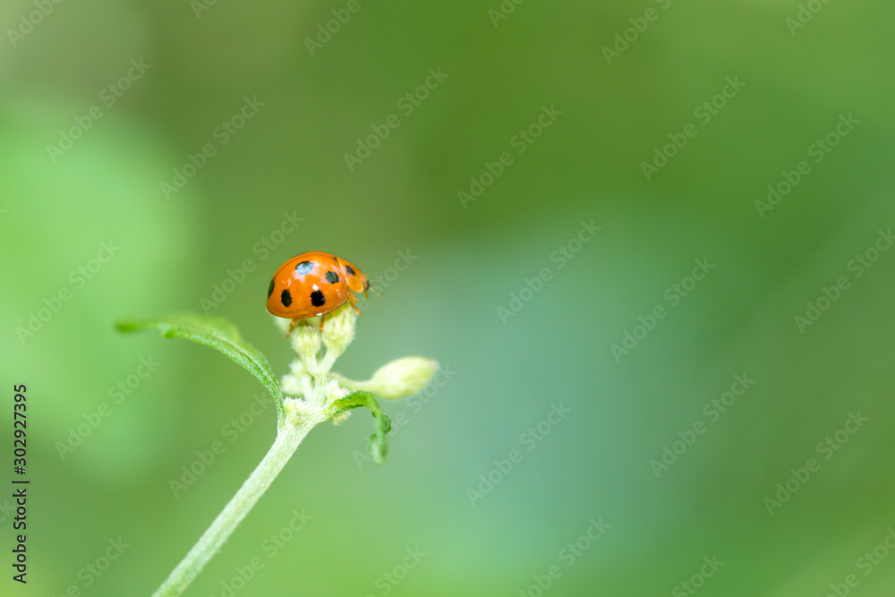 orange ladybug on green leaf and soft background in the morning orange ladybug on green leaf and soft background in the morning