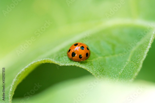orange ladybug on green leaf and soft background in the morning 