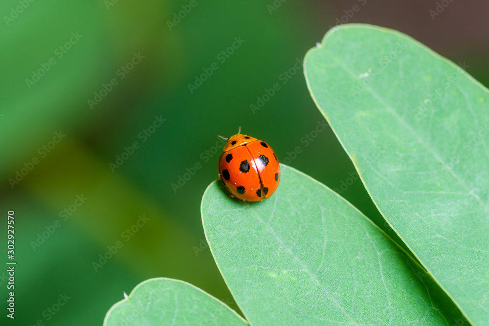Obraz premium Ladybug on a green leaf