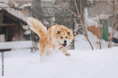 happy mixed breed dog running outdoors in the snow