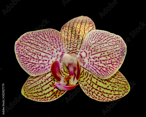 Beautiful orchid flower isolated on a black background