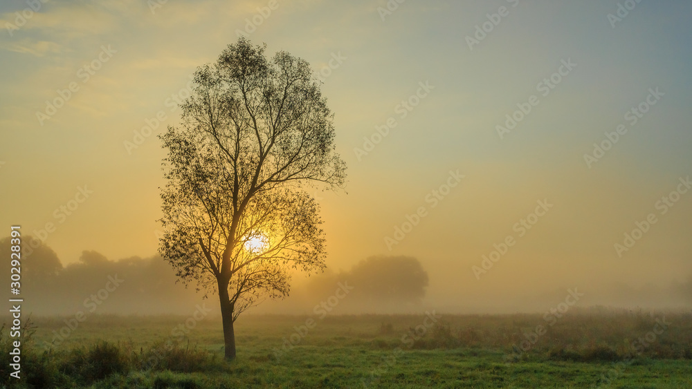 single tree at sunset