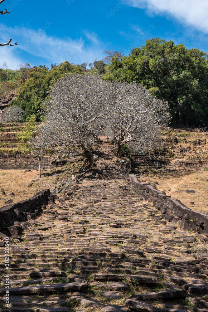 Fototapeta premium Plumeria flower trees at the ruins of the Vat Phou Khmer temple, Laos