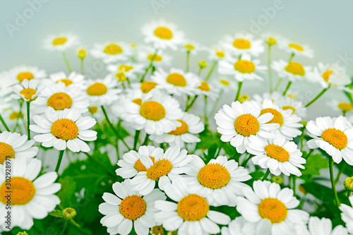 Beautiful little white chamomiles blooming in the flowerbed in summer © FloralShot