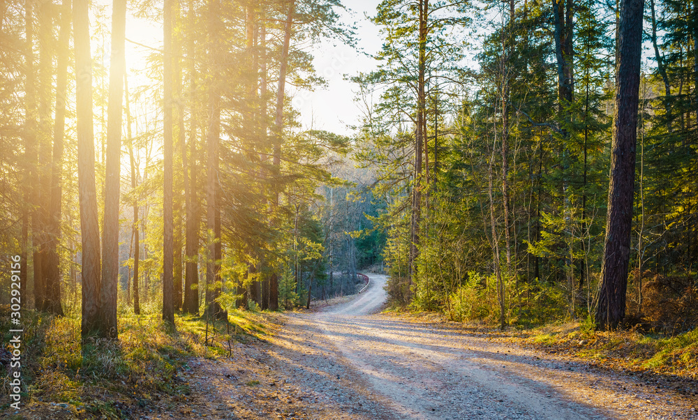 Naklejka premium road in forest