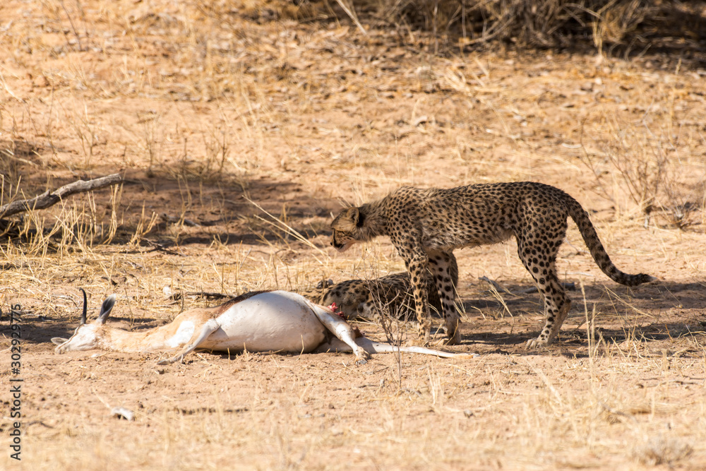 Fototapeta premium Guépard, cheetah, Acinonyx jubatus, Parc national du Kalahari, Afrique du Sud
