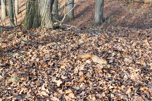 Squirrel looking for nuts in fallen leaves in the evening sunlight