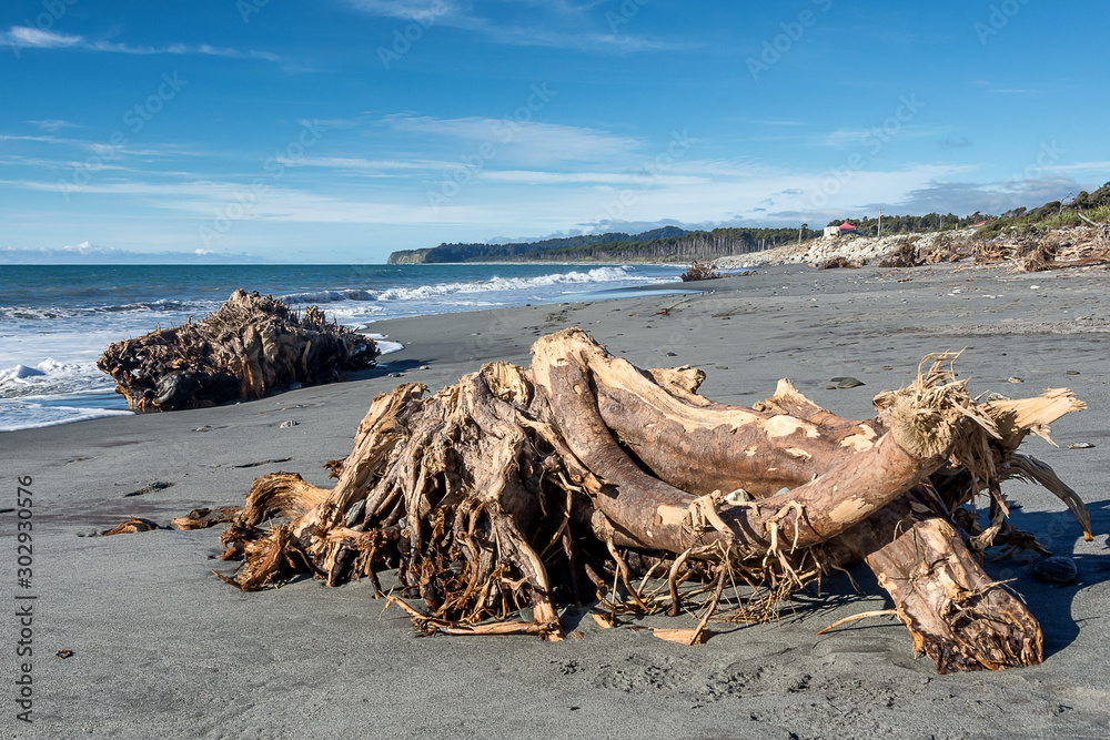 Tree Roots, Bruce Bay, NZL