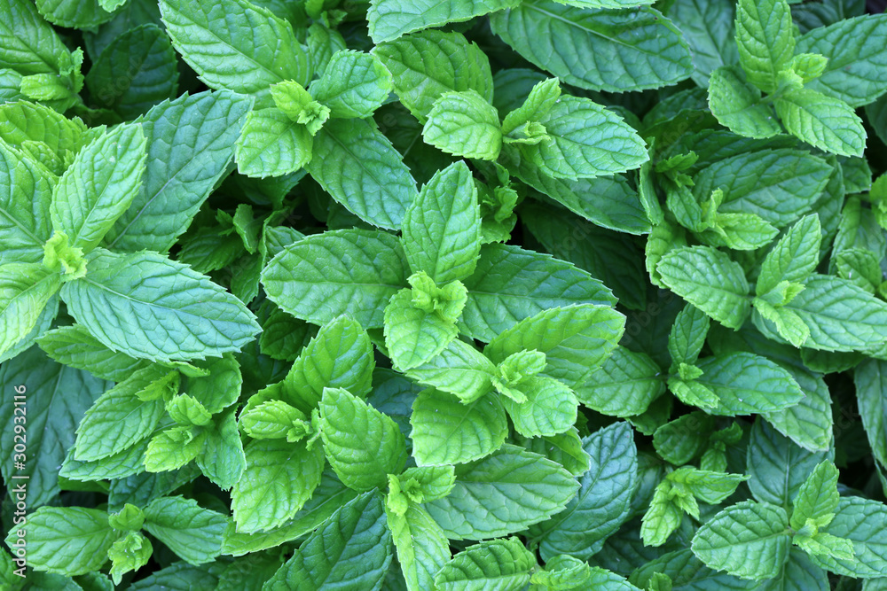 Minze (Mentha) Minze (Mentha)