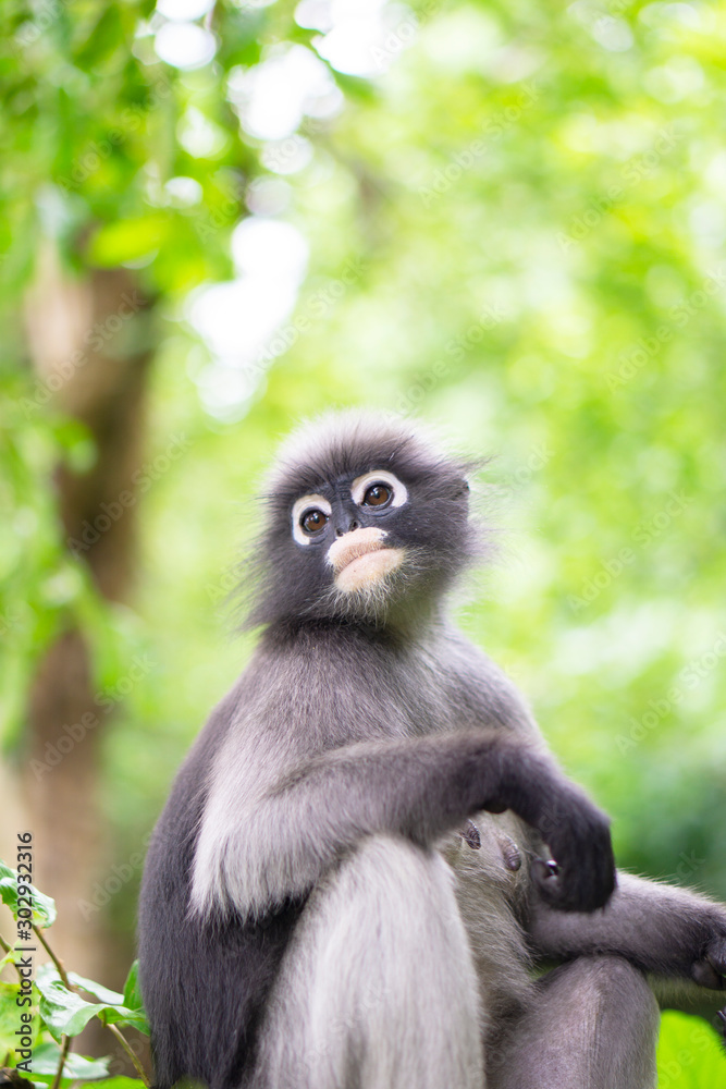 Closeup portrait of black and gray langur looking at something on the left
