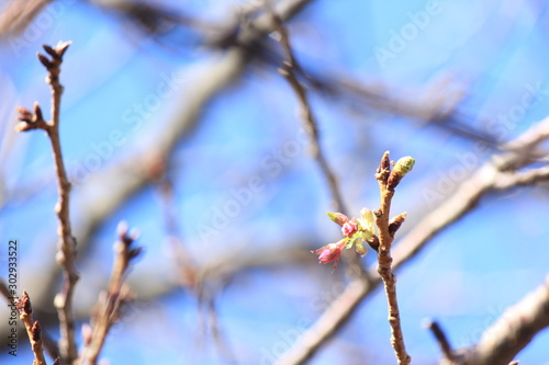 季節外れの桜 © ゆず