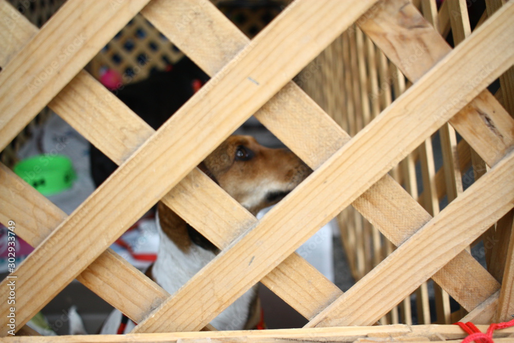 dog and fence